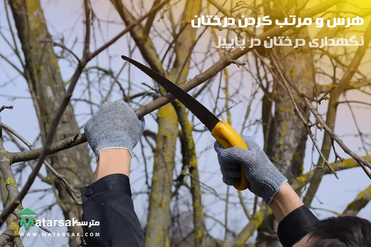 هرس و مرتب کردن چه کارهایی باید در پاییز برای درختان انجام دهیم نگهداری درختان در پاییز مترسک