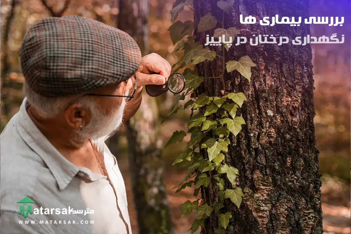 بررسی بیماری درختان چه کارهایی باید در پاییز برای درختان انجام دهیم نگهداری درختان در پاییز مترسک