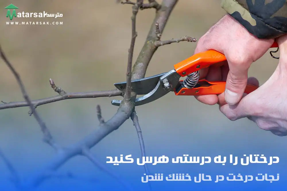 نجات درخت در حال خشک شدن
احیا درخت در حال خشک شدن
مترسک