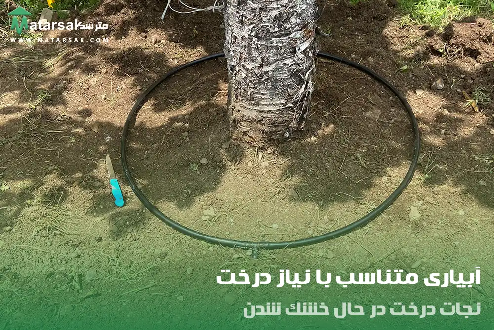 نجات درخت در حال خشک شدن
احیا درخت در حال خشک شدن
مترسک
