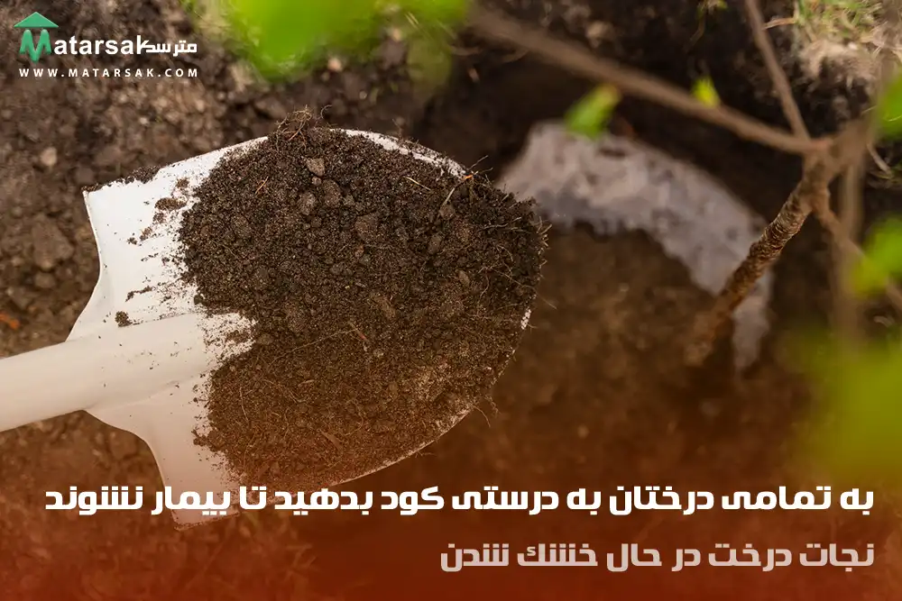 نجات درخت در حال خشک شدن
احیا درخت در حال خشک شدن
مترسک