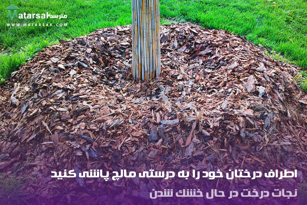 نجات درخت در حال خشک شدن
احیا درخت در حال خشک شدن
مترسک