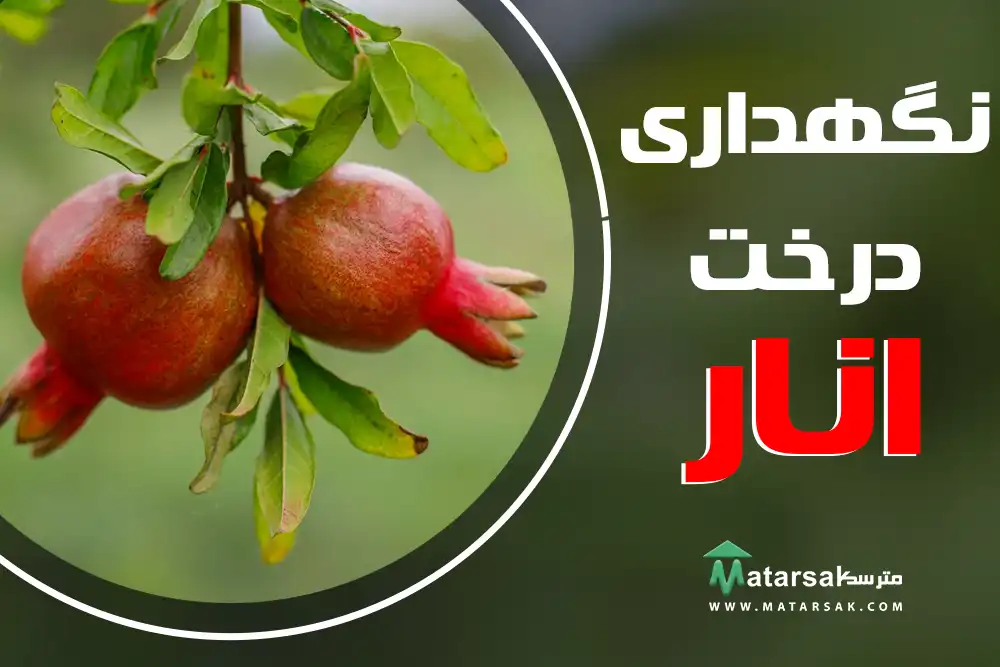 نگهداری درخت انار آبیاری درخت انار تقویت درخت انار بهترین کود برای درخت انار مترسک