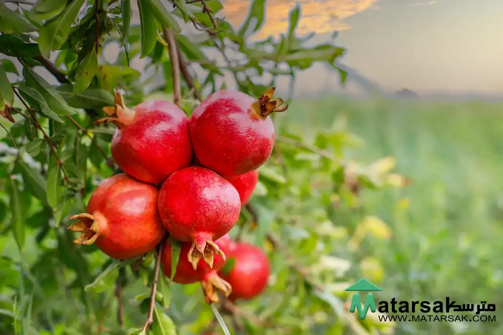 نگهداری درخت انار آبیاری درخت انار تقویت درخت انار بهترین کود برای درخت انار مترسک