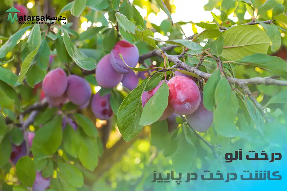 کاشت درخت آلو در پاییز چه درختی در پاییز بکاریم کاشت درخت در پاییز مترسک