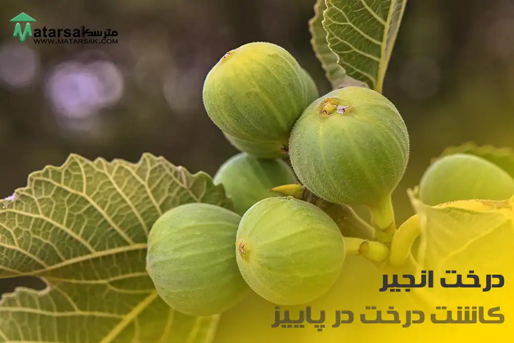 کاشت درخت انجیر در پاییز چه درختی در پاییز بکاریم کاشت درخت در پاییز مترسک
