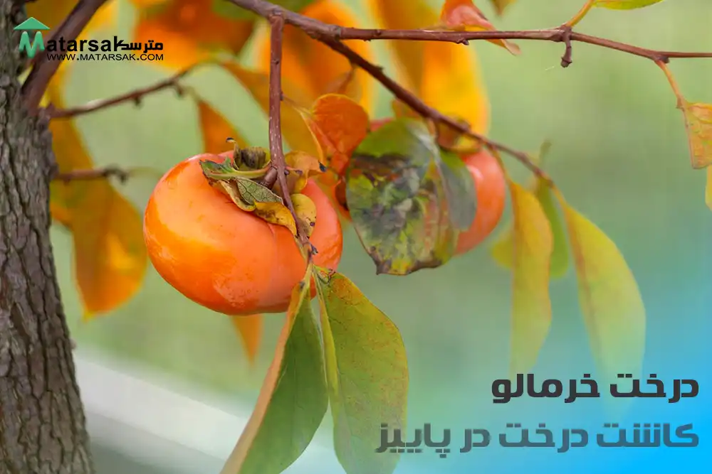 کاشت درخت خرمالو در پاییز چه درختی در پاییز بکاریم کاشت درخت در پاییز مترسک