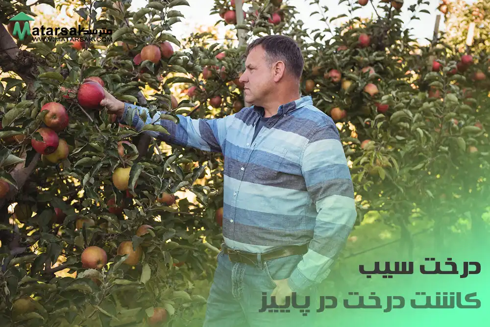 کاشت درخت سیب در پاییز چه درختی در پاییز بکاریم کاشت درخت در پاییز مترسک