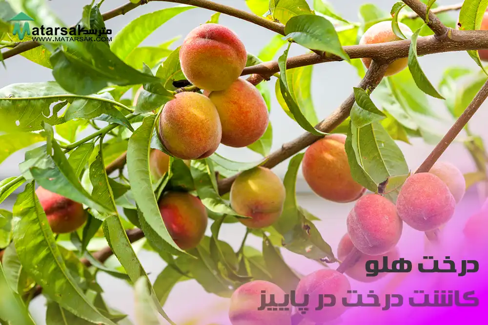 کاشت درخت هلو در پاییز چه درختی در پاییز بکاریم کاشت درخت در پاییز مترسک