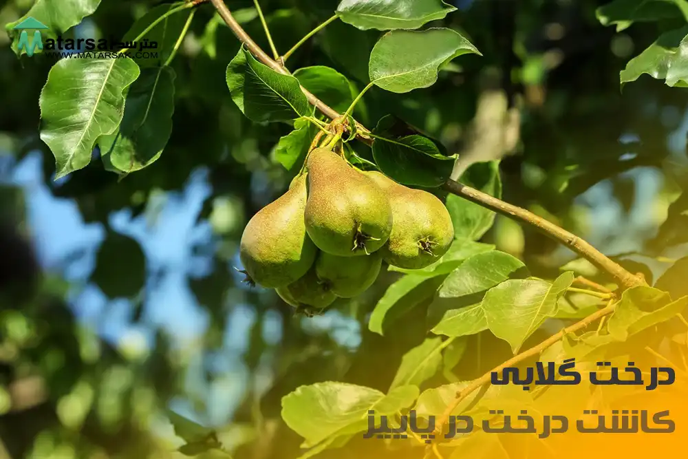 کاشت درخت گلابی در پاییز چه درختی در پاییز بکاریم کاشت درخت در پاییز مترسک