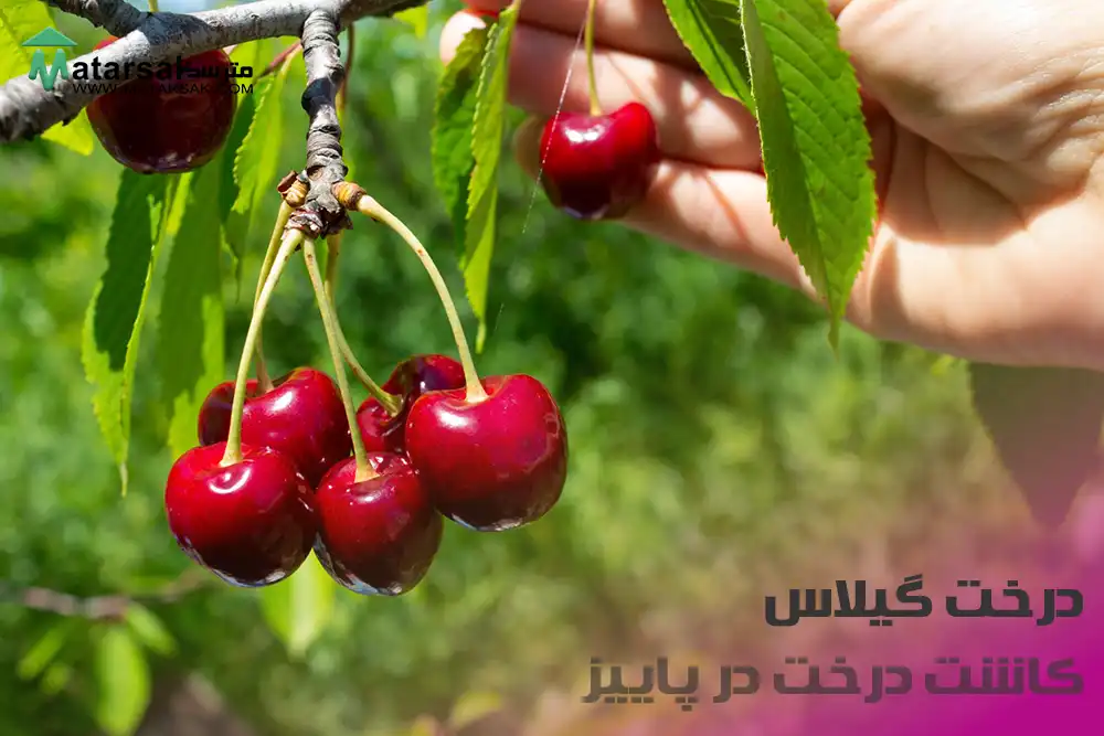 کاشت درخت گیلاس در پاییز چه درختی در پاییز بکاریم کاشت درخت در پاییز مترسک