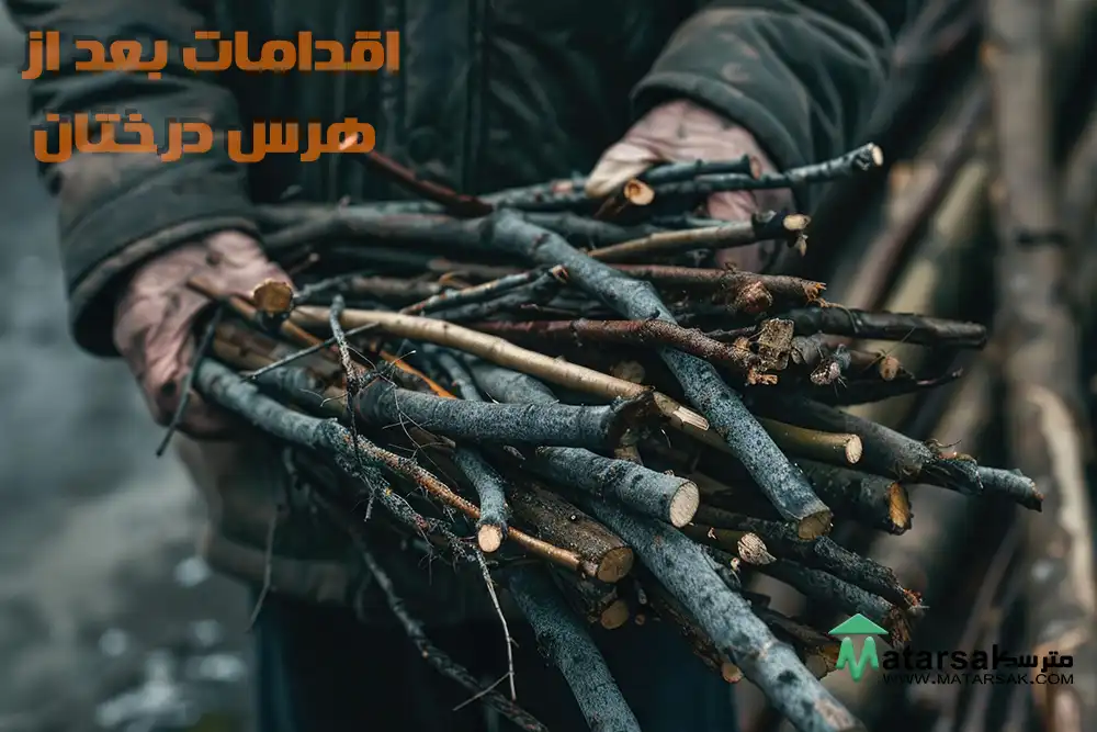 چه کاری بعد از هرس درختان انجام دهیم رنگ زدن درخت بعد از هرس اقدامات بعد از هرس درختان مترسک