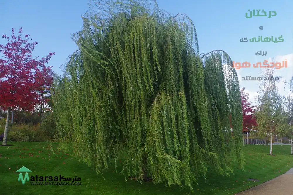 درختان و گیاهانی که برای آلودگی هوا مفید هستند
گیاهان و درختان اکسیژن ساز
گیاهان تصفیه کننده هوا
درختان تصفیه کننده هوا
بهترین درخت اکسیژن ساز
ljvs;