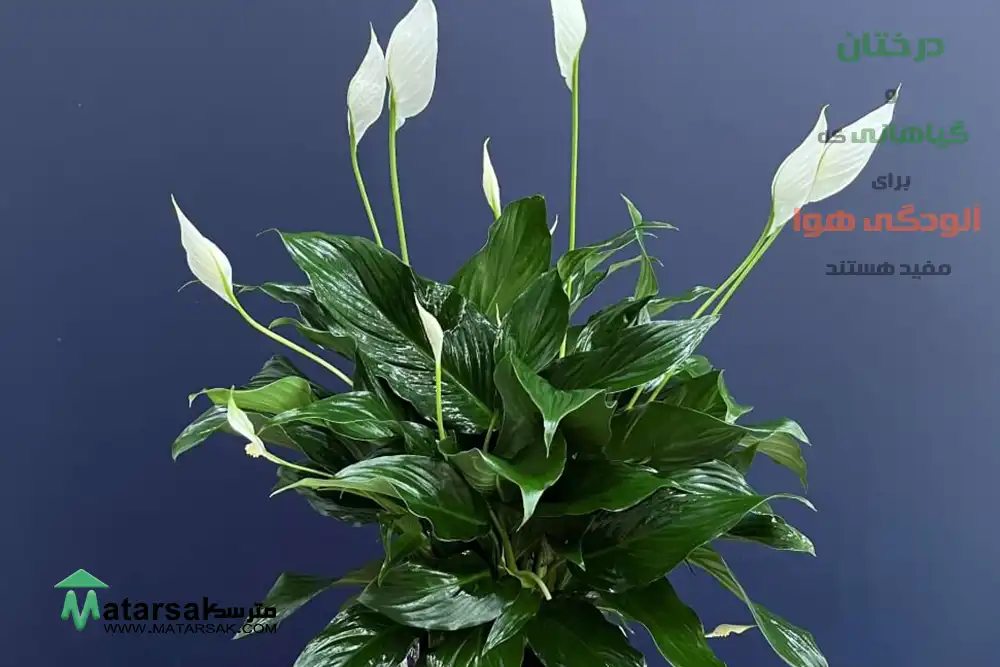 درختان و گیاهانی که برای آلودگی هوا مفید هستند
گیاهان و درختان اکسیژن ساز
گیاهان تصفیه کننده هوا
درختان تصفیه کننده هوا
بهترین درخت اکسیژن ساز
ljvs;