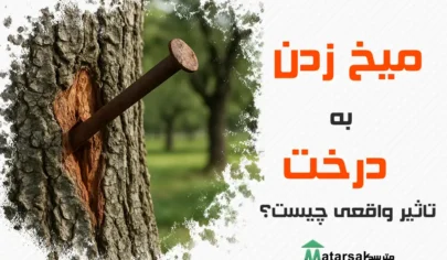 تاثیر میخ زدن به درخت کوبیدن میخ به درخت علت میخ زدن به درخت گردو میخ زدن به درخت گردو میخ زدن به درخت سیب میخ زدن به درخت انگور میخ زدن به درخت گیلاس میخ زدن به درخت انجیر میخ زدن به درخت پرتقال